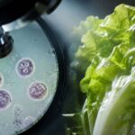 A laboratory microscope magnifying Cyclospora parasites next to crisp iceberg lettuce, highlighting the 2026 food safety outbreak.