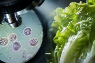 A laboratory microscope magnifying Cyclospora parasites next to crisp iceberg lettuce, highlighting the 2026 food safety outbreak.