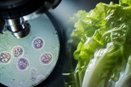 A laboratory microscope magnifying Cyclospora parasites next to crisp iceberg lettuce, highlighting the 2026 food safety outbreak.