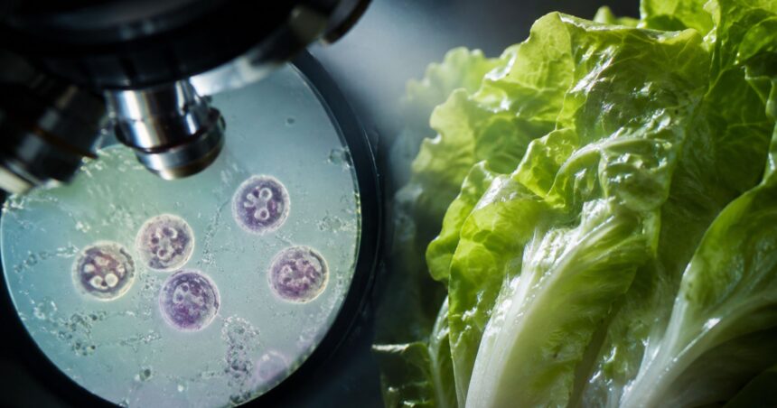 A laboratory microscope magnifying Cyclospora parasites next to crisp iceberg lettuce, highlighting the 2026 food safety outbreak.